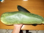 La courgette de 2.2kg