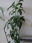 Plante dans un pot.jpg