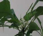 fleur.jpg