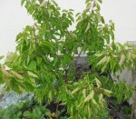 3.abricotier 2014-06.jpg
