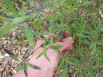 1 salix purpurea gracilis.jpg