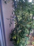 San Marzano