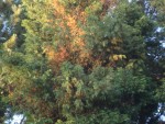 DSC05346.JPG
