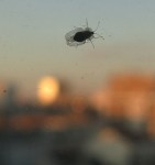 Insect smaller.jpg