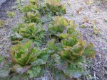 les salades avec leur ancien paillage