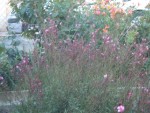DSCN5717.JPG