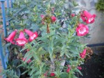 DSCN5718.JPG