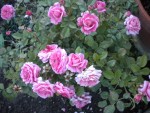 DSCN5719.JPG