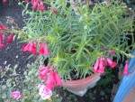 DSCN5720.JPG
