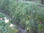 DSCN5736.JPG