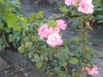 DSCN5733.JPG