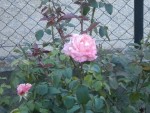 DSCN5731.JPG