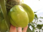 Au passage une photo d'une des nombreuses tomates yellow stuffer qui continuent de grossir