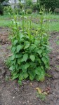2 Lampsane120 cm haut  .JPG