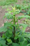 8 tete de lapsane pour salade.JPG