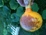 Un fruit en croissance mais déjà d'assez belle taille !