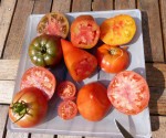 tomates 2013.jpg