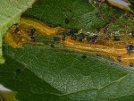 Chenille cerisier .jpg