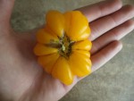 Une tomate yellow stuffer de forme très bizarre.