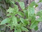 DSC00525.JPG