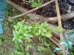 DSC00524.JPG