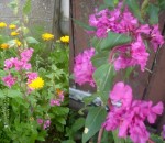 fleurs2.jpg