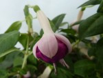 fuschias blanc violet.JPG