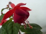 fuschias rouge.JPG