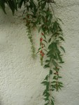 goi grappes fruits.JPG
