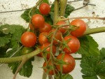 tomate cerise fruits murs.JPG
