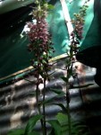 IMG_0484.JPG