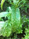 IMG_0014.jpg