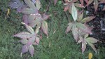 2014-07-08-744.jpg