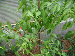 cayenne 13.08.08 001.jpg