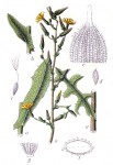 Lactuca serriola 2.jpg