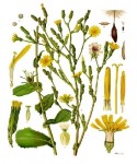 Ill. anc. Lactuca serriola 2.jpg