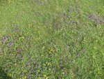 DSC03662.JPG