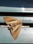 papillon.jpg