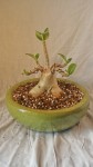 Arabicum en formation