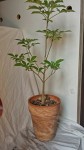 Baobab