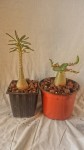 Adenium soccotranum à gauche adenium thai soccotranum à droite