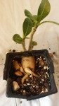 Je recherche une belle accroche de belles racines puissantes afin de simuler plus tard un arbre équilibriste sur roche