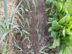 Les poireaux plantés