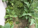 Les salades en cour de paillage