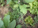 les salades avant paillage avec les herbes