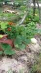 Le coin courge