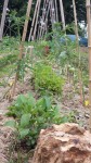Tomate