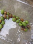 raisins1.jpg
