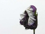 Datura Metel1.JPG