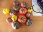 La récolte de tomates